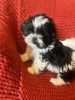 Puppy, a male Shih Tzu for sale in Cleveland, OH – Photo 7 of 10