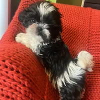 Puppy, a female Shih Tzu for sale in Cleveland, OH – Photo 6 of 10