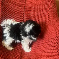 Puppy, a female Shih Tzu for sale in Cleveland, OH – Photo 9 of 10