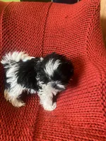 Puppy, a male Shih Tzu for sale in Cleveland, OH – Photo 9 of 10