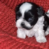 Puppy, a female Shih Tzu for sale in Cleveland, OH – Photo 2 of 10