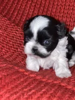 Puppy, a male Shih Tzu for sale in Cleveland, OH – Photo 2 of 10
