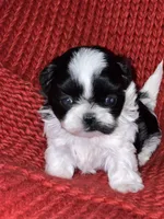 Puppy, a male Shih Tzu for sale in Cleveland, OH – Photo 10 of 10
