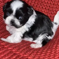 Puppy, a female Shih Tzu for sale in Cleveland, OH – Photo 4 of 10