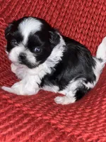 Puppy, a male Shih Tzu for sale in Cleveland, OH – Photo 4 of 10