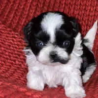 Puppy, a female Shih Tzu for sale in Cleveland, OH – Photo 5 of 10