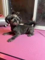 Puppy, a female Shih Tzu for sale in Cleveland, OH – Photo 4 of 6