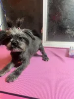 Puppy, a female Shih Tzu for sale in Cleveland, OH – Photo 3 of 6