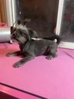 Puppy, a female Shih Tzu for sale in Cleveland, OH – Photo 6 of 6