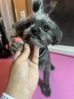 Puppy, a female Shih Tzu for sale in Cleveland, OH – Photo 5 of 6