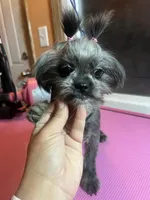 Puppy, a female Shih Tzu for sale in Cleveland, OH – Photo 2 of 6