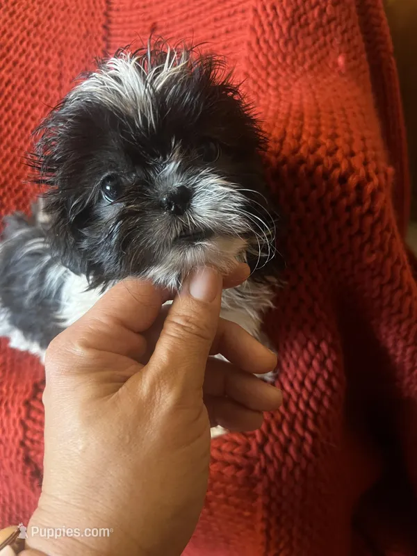 Puppy  – Shih Tzu puppy for sale in Cleveland, OH