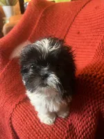 Puppy , a female Shih Tzu for sale in Cleveland, OH – Photo 3 of 7