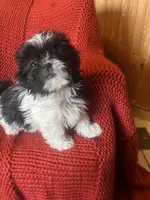 Puppy , a female Shih Tzu for sale in Cleveland, OH – Photo 2 of 7