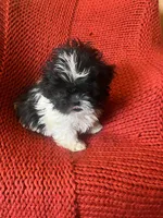 Puppy , a female Shih Tzu for sale in Cleveland, OH – Photo 7 of 7