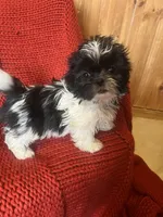 Puppy , a female Shih Tzu for sale in Cleveland, OH – Photo 4 of 7