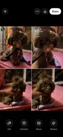 Puppy, a female Shih Tzu for sale in Cleveland, OH – 8 of 8