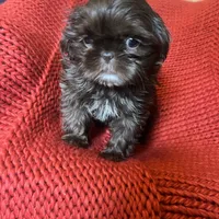 Puppy, a female Shih Tzu for sale in Cleveland, OH – Photo 1 of 10