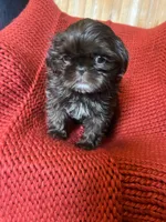 Puppy, a female Shih Tzu for sale in Cleveland, OH – Photo 1 of 10
