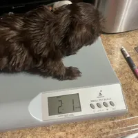 Puppy, a female Shih Tzu for sale in Cleveland, OH – Photo 10 of 10