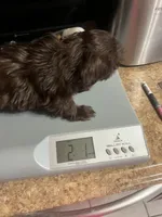 Puppy, a female Shih Tzu for sale in Cleveland, OH – Photo 10 of 10