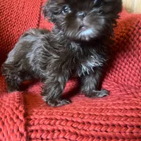 Puppy, a female Shih Tzu for sale in Cleveland, OH – Photo 6 of 10