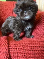 Puppy, a female Shih Tzu for sale in Cleveland, OH – Photo 6 of 10