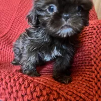 Puppy, a female Shih Tzu for sale in Cleveland, OH – Photo 9 of 10