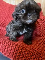 Puppy, a female Shih Tzu for sale in Cleveland, OH – Photo 9 of 10