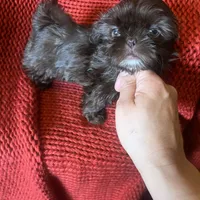 Puppy, a female Shih Tzu for sale in Cleveland, OH – Photo 3 of 10