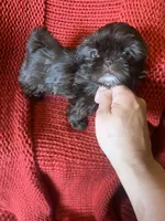 Puppy, a female Shih Tzu for sale in Cleveland, OH – Photo 3 of 10