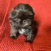 Puppy, a female Shih Tzu for sale in Cleveland, OH – Photo 4 of 10