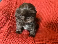 Puppy, a female Shih Tzu for sale in Cleveland, OH – Photo 4 of 10