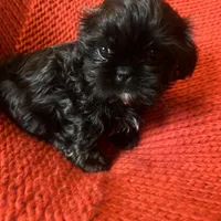 Puppy, a female Shih Tzu for sale in Cleveland, OH – Photo 5 of 10