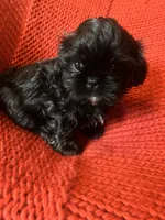 Puppy, a female Shih Tzu for sale in Cleveland, OH – Photo 5 of 10