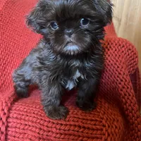 Puppy, a female Shih Tzu for sale in Cleveland, OH – Photo 8 of 10