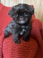 Puppy, a female Shih Tzu for sale in Cleveland, OH – Photo 8 of 10