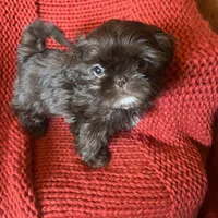 Puppy, a female Shih Tzu for sale in Cleveland, OH – Photo 7 of 10