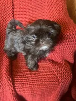 Puppy, a female Shih Tzu for sale in Cleveland, OH – Photo 7 of 10
