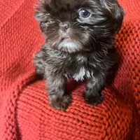 Puppy, a female Shih Tzu for sale in Cleveland, OH – Photo 2 of 10