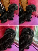 Puppy, a male Shih Tzu for sale in Cleveland, OH – 7 of 7
