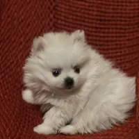 Puppy, a male Pomeranian for sale in Cleveland, OH – Photo 7 of 7