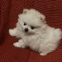 Puppy, a male Pomeranian for sale in Cleveland, OH – Photo 4 of 7