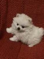 Puppy, a male Pomeranian for sale in Cleveland, OH – Photo 4 of 7