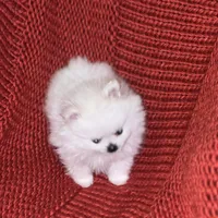 Puppy, a male Pomeranian for sale in Cleveland, OH – Photo 3 of 7