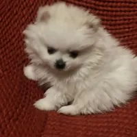 Puppy, a male Pomeranian for sale in Cleveland, OH – Photo 6 of 7