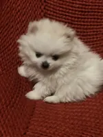 Puppy, a male Pomeranian for sale in Cleveland, OH – Photo 6 of 7