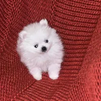 Puppy, a male Pomeranian for sale in Cleveland, OH – Photo 2 of 7