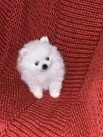 Puppy, a male Pomeranian for sale in Cleveland, OH – Photo 2 of 7