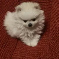 Puppy, a male Pomeranian for sale in Cleveland, OH – Photo 1 of 7
